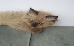 Ragdoll cats for sale: Reduced RARE Brown/mink Green-eyed Ragdoll kittens - Image 12