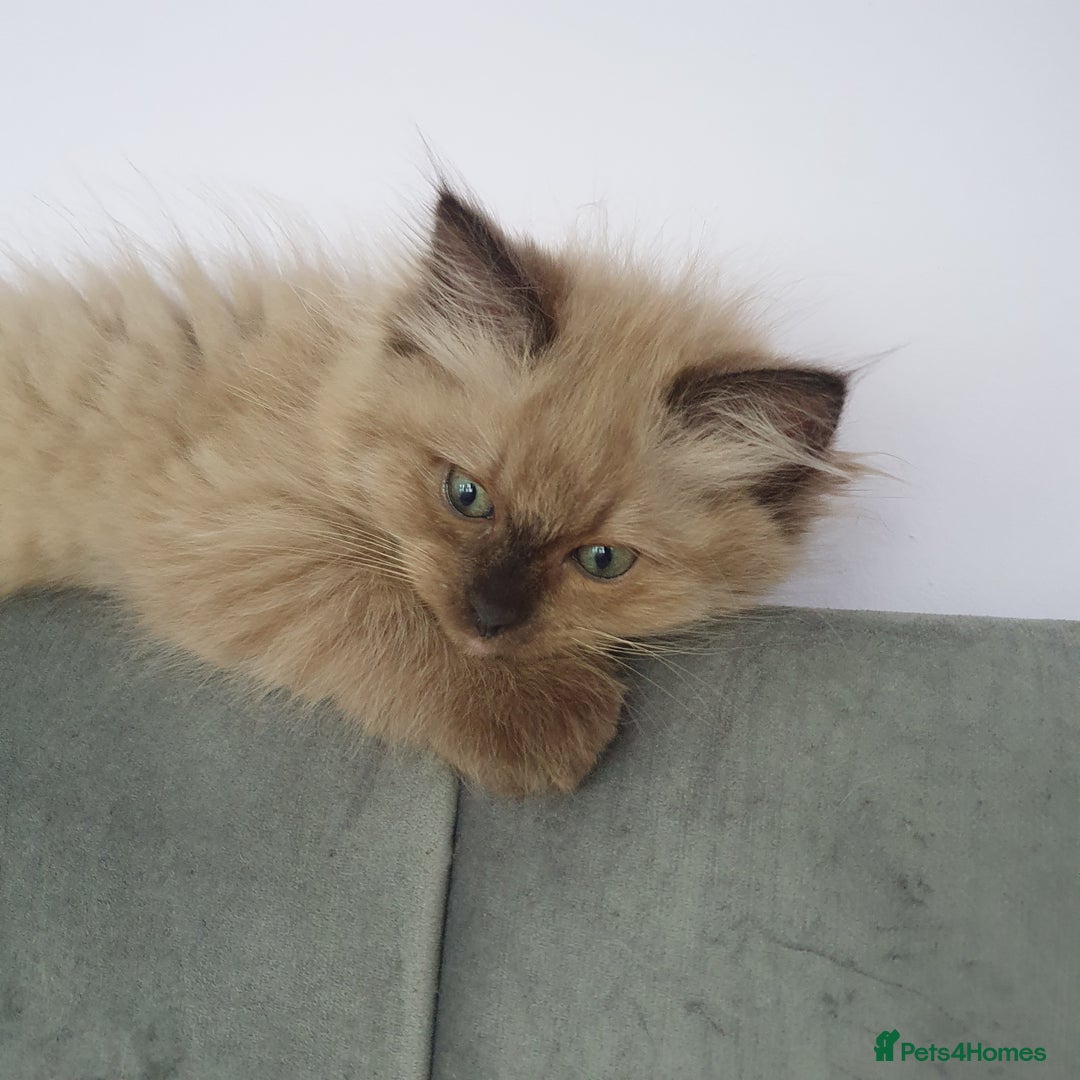 Ragdoll cats for sale: Reduced RARE Brown/mink Green-eyed Ragdoll kittens - Image 12