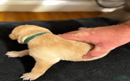 Labrador Retriever dogs for sale: Stunning, White/Yellow KC Registered Labrador Pups - Image 30