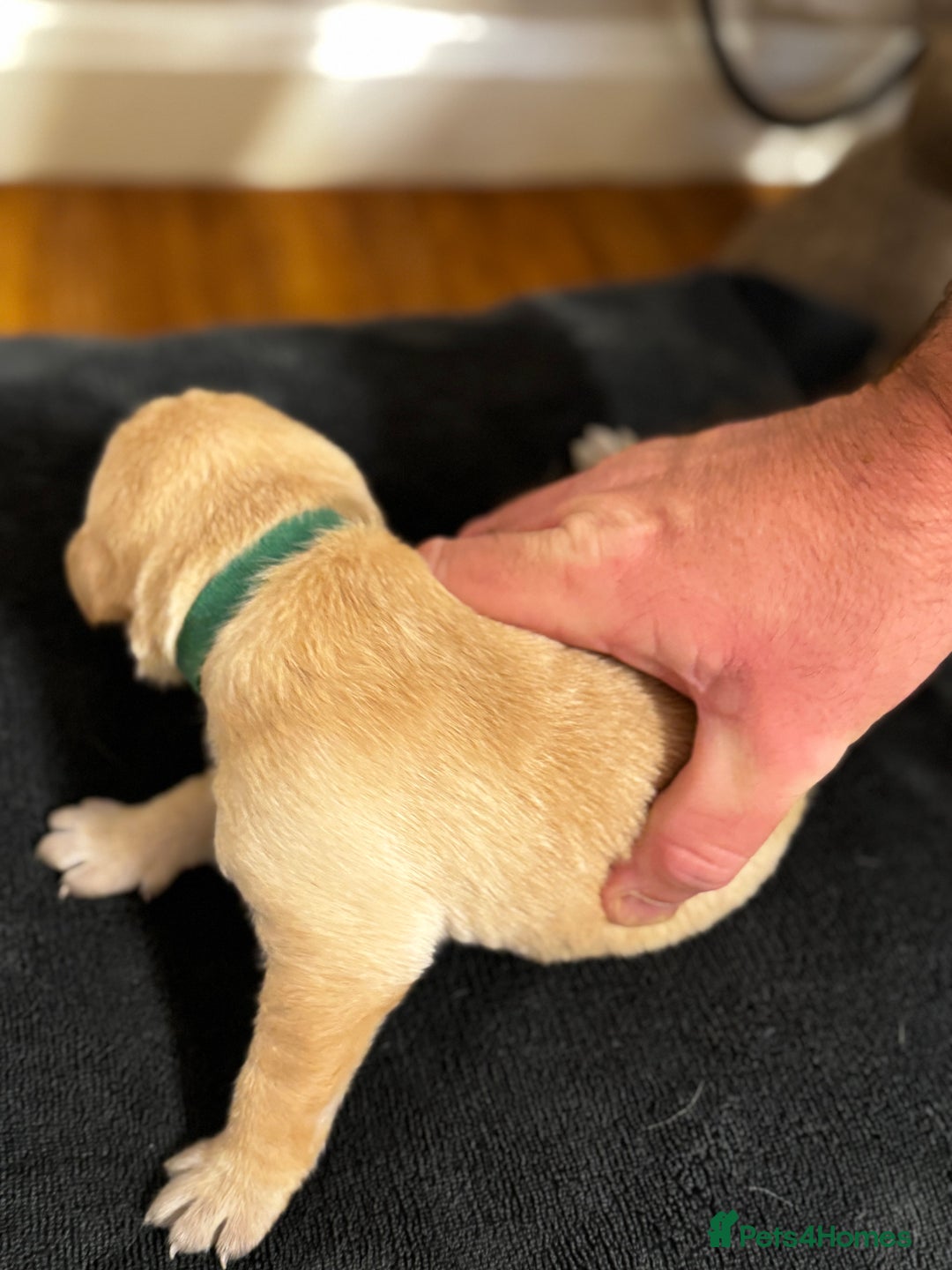 Labrador Retriever dogs for sale: Stunning, White/Yellow KC Registered Labrador Pups - Image 30