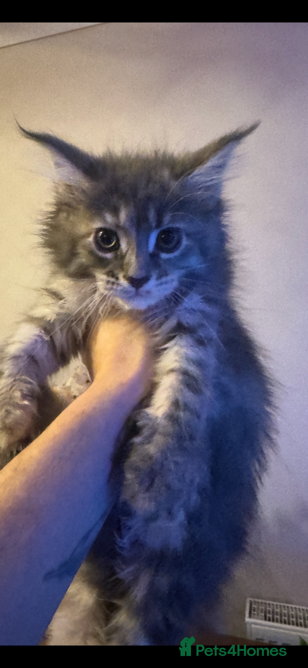 Maine Coon cats for sale: Stunning Pure Bred Maine Coons - Advert 8