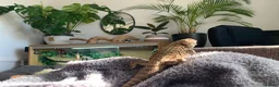 Bearded Dragon reptiles for sale: Pocket size dinosaur looking for a new home in St Albans - Advert 5
