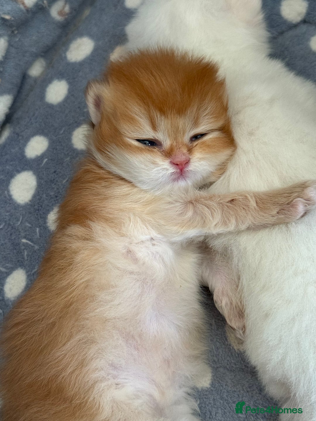 British Longhair cats for sale: GCCF reg BLH Black and Chocolate Golden kittens - Image 18