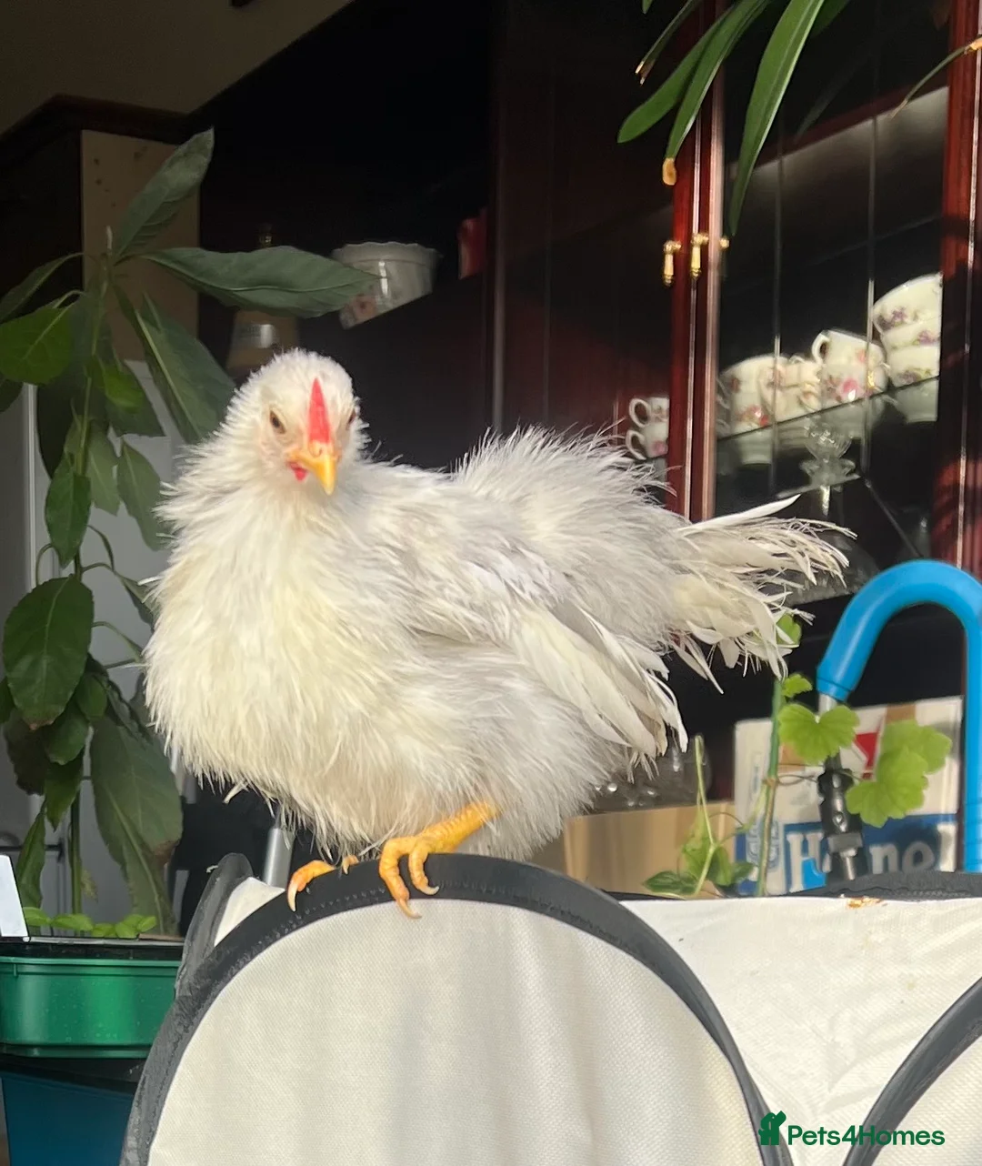 Hens poultry for sale: Tiny silkied serama hatching eggs in Leicester - Advert 1