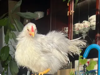 Hens poultry Tiny silkied serama hatching eggs - Advert 1