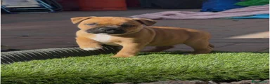 Staffordshire Bull Terrier 5