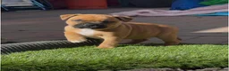 Staffordshire Bull Terrier dogs for sale: last boy ready now champion lines  boys  - Advert 37