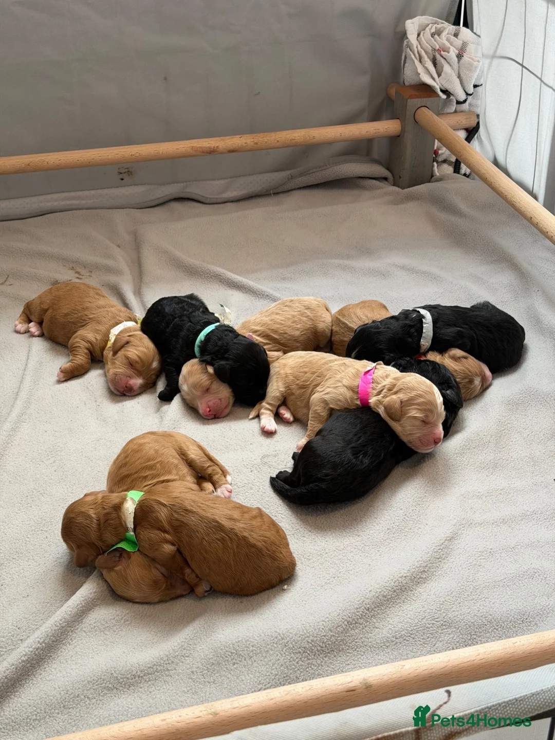 Australian Labradoodle dogs for sale: Multigenerational Australian Labradoodle puppies - Advert 17