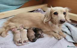 Miniature Dachshund dogs for sale: Beautiful cream KC mini long haired dachshunds  - Image 8
