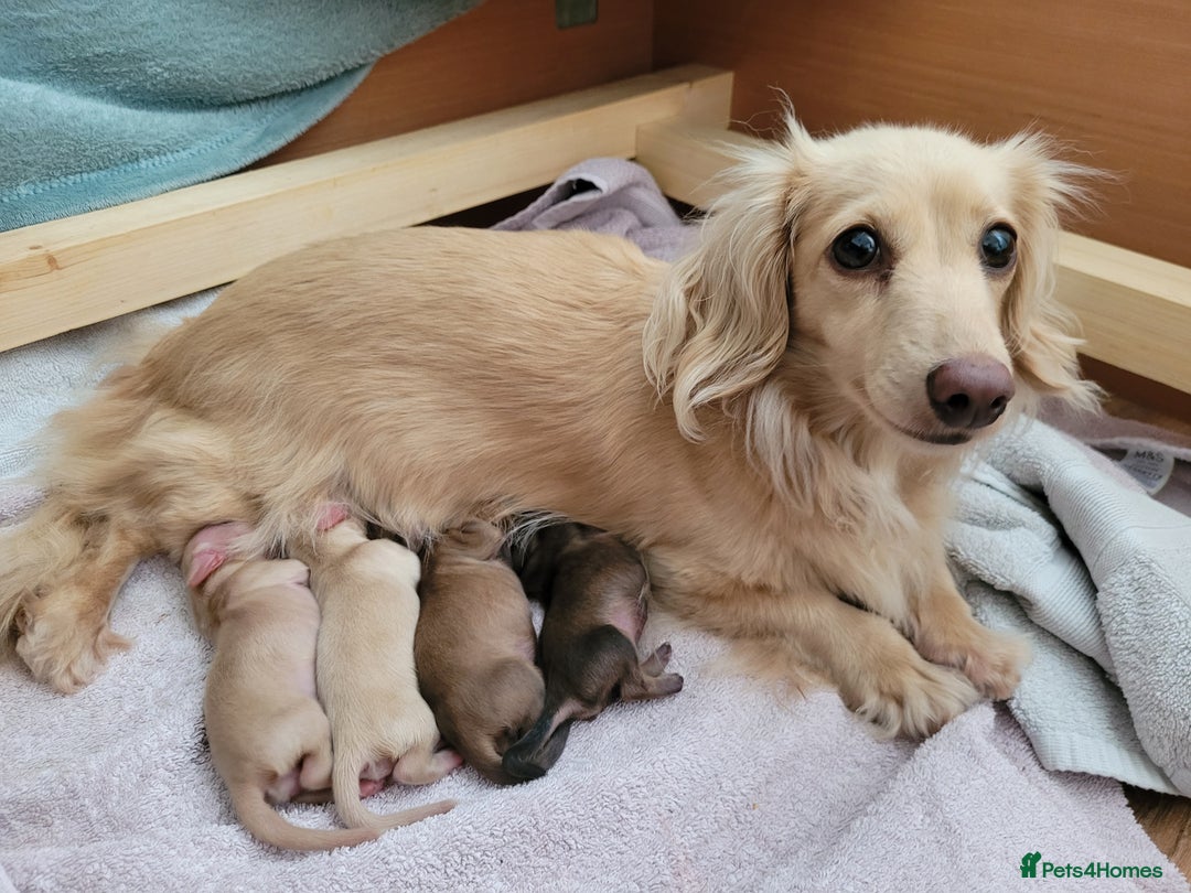 Miniature Dachshund dogs for sale: Beautiful cream KC mini long haired dachshunds  - Image 8