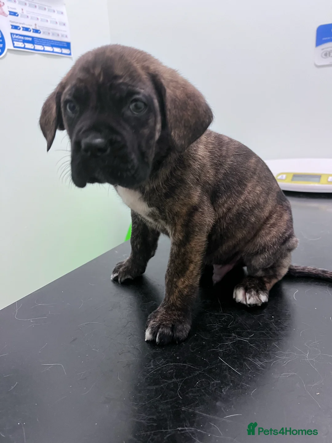 Gallery Image {{count}}