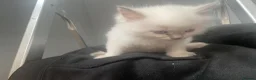 Ragdoll cats for sale: male ragdoll kittens  - Advert 3