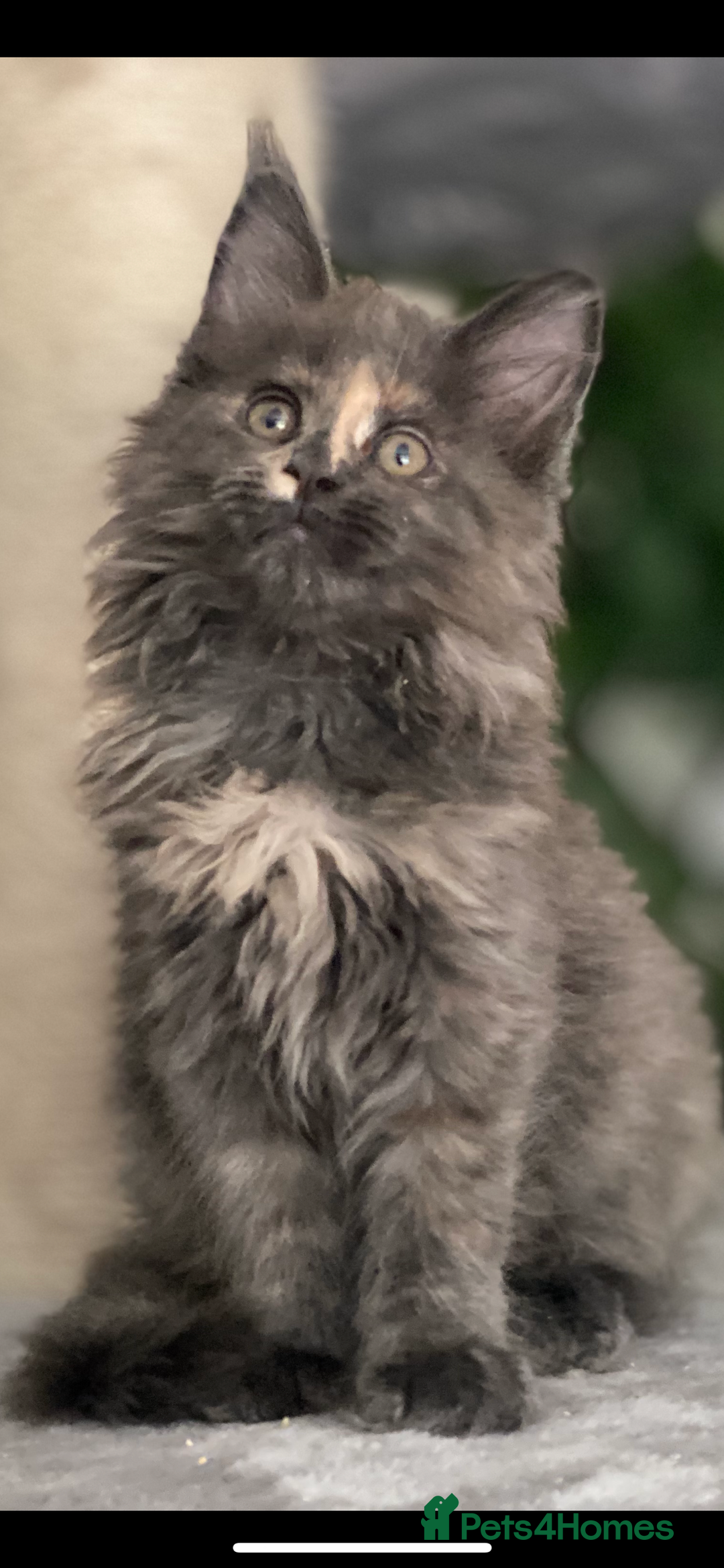 Maine Coon cats for sale: Tica Stunning Kittens  - Image 5