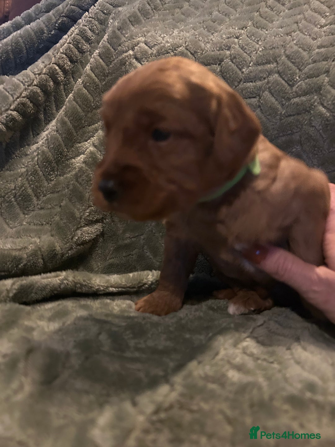 Labradoodle dogs for sale: 🐾F1b Healthy Labradoodle Puppies – Ready 18 Dec🐾 - Advert 26