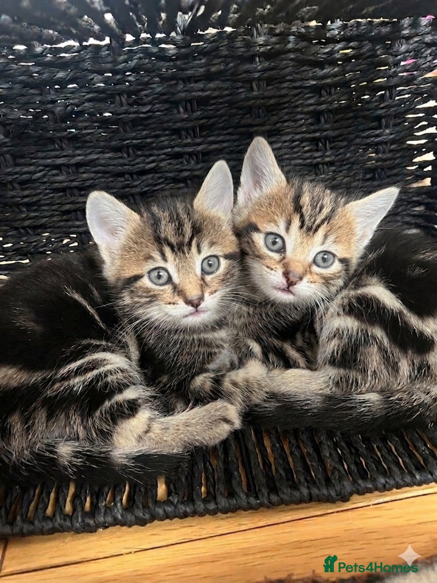 Mixed Breed cats 3 Beautiful Female Kittens, Black and Two Tabby  - Advert 1