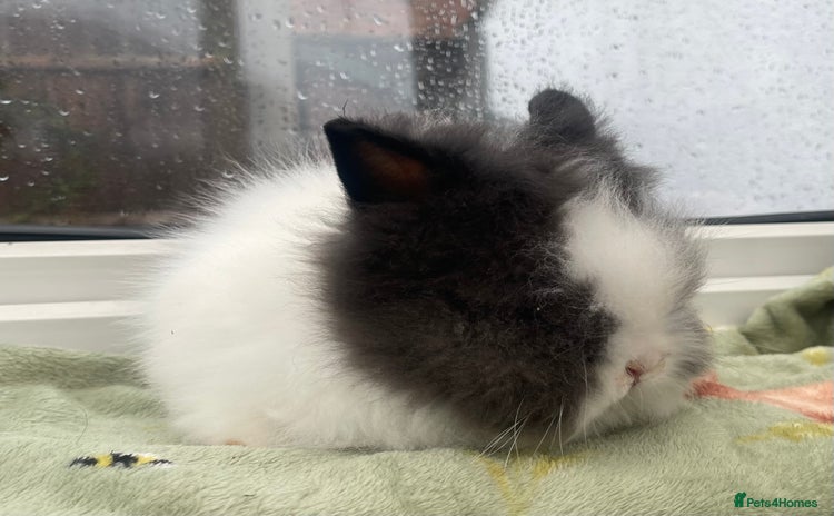 Lionhead rabbits Beautiful dwarf lionhead 💙 ready this weekend 💙 - Advert 2
