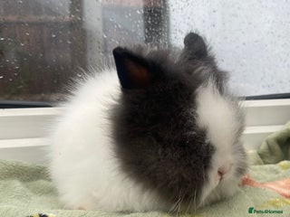 Lionhead rabbits Beautiful dwarf lionheads - Advert 3