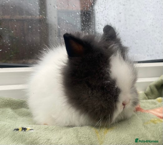 Lionhead rabbits Beautiful dwarf lionhead 💙 ready this weekend 💙 - Advert 2