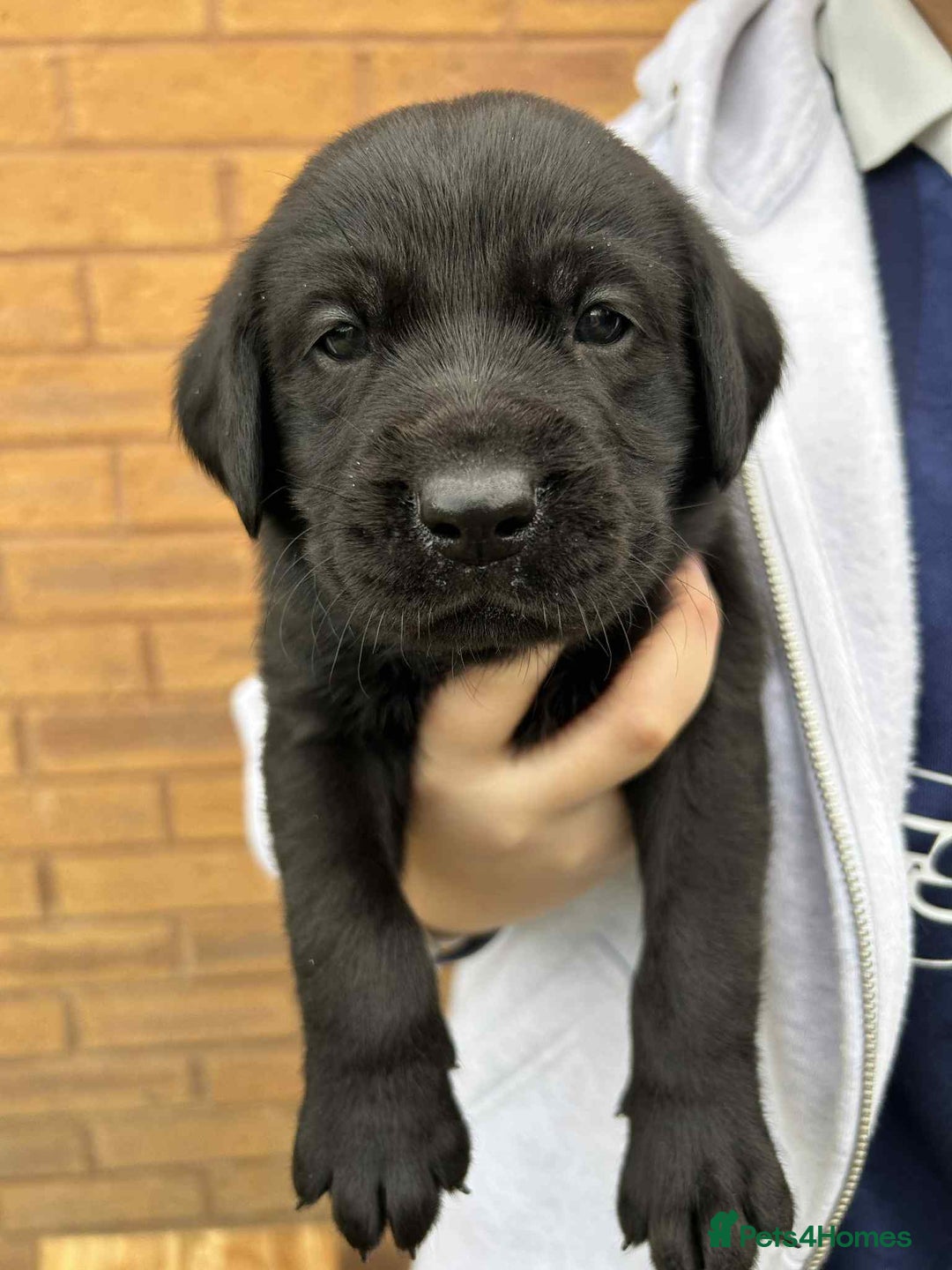 Labrador Retriever dogs for sale: 4 Black Chunky Males - Advert 8