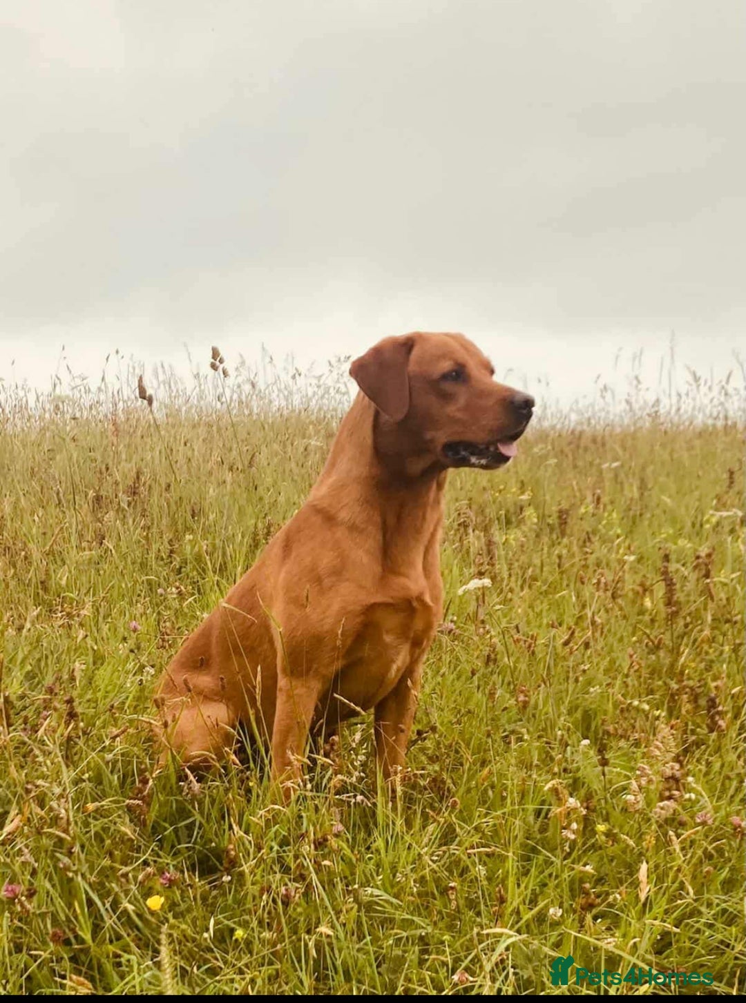 Labrador Retriever dogs for sale: Fox Red Labrador Pup's - Expressions of Interest - Advert 8