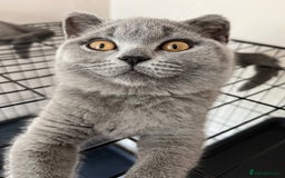 British Shorthair cats for sale: GCCF Blue British Shorthair girl available 🇬🇧 in Birmingham - Image 5