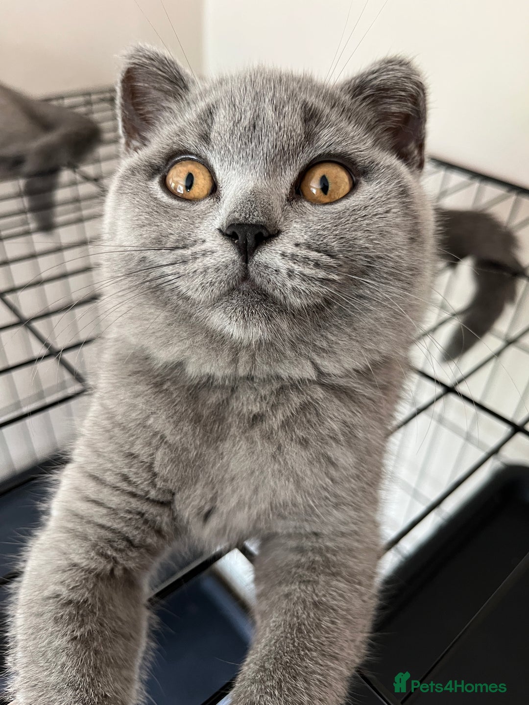 British Shorthair cats for sale: GCCF Blue British Shorthair girl available 🇬🇧 in Birmingham - Image 5