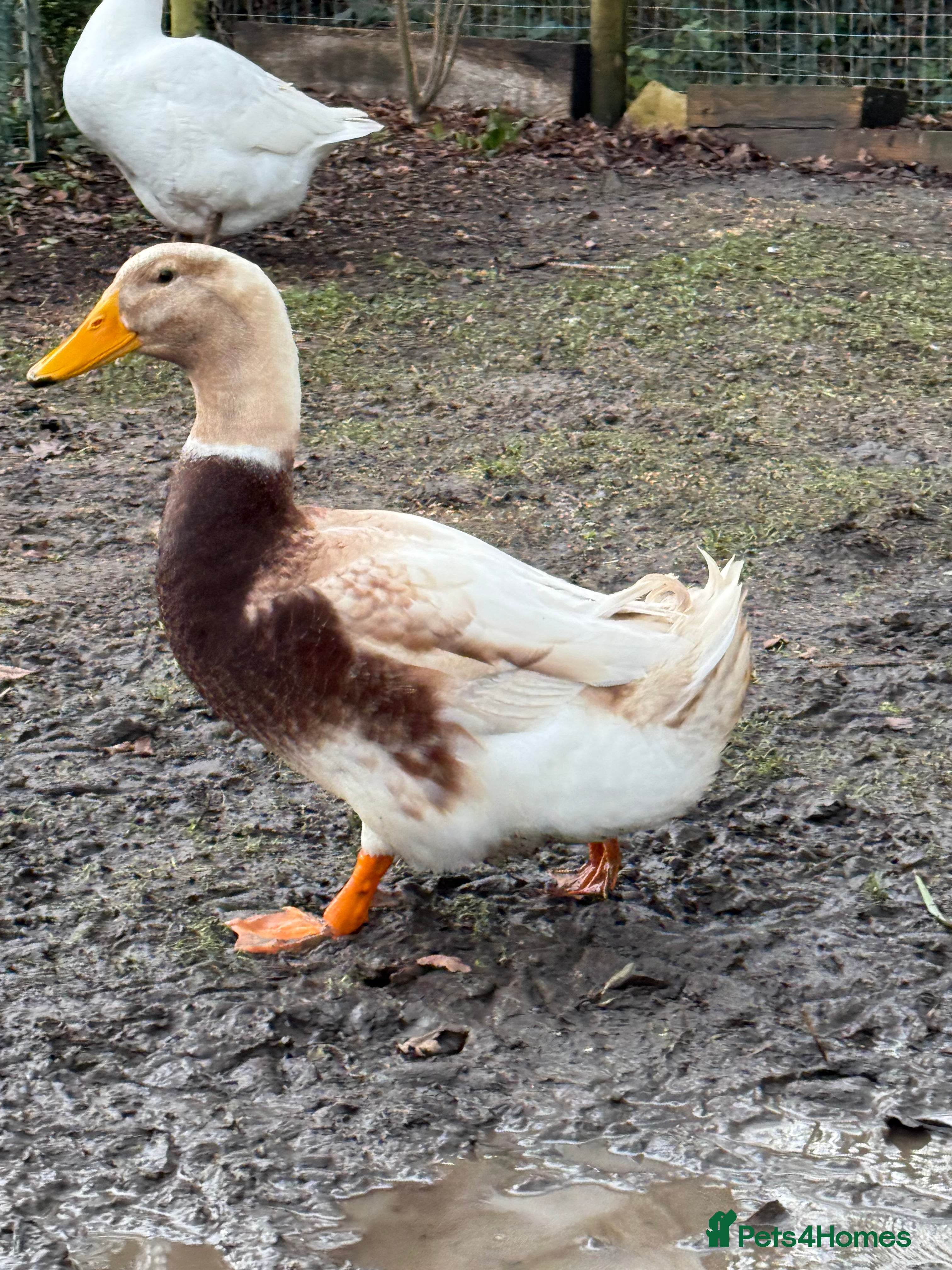 Ducks poultry Saxony ducks drakes  - Advert 3