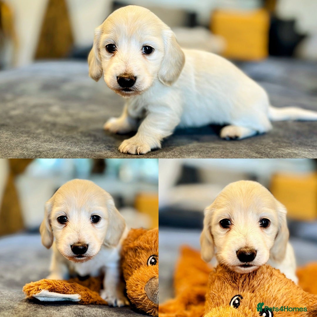 Miniature Dachshund dogs for sale: KC Registered Cream Long Hair Miniature Dachshunds - Advert 25
