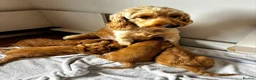Cockapoo dogs for sale: Cockapoo❤❤❤ - Advert 14