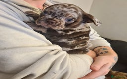 Mixed Breed dogs for sale: Frug pups for sale  - Advert 7