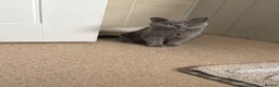 British Shorthair cats for sale: British blue Kittens  - Advert 20