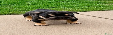 French Bulldog Puppy 4