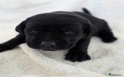 Labrador Retriever dogs for sale: 🐾 Adorable Black Labrador Puppies Ready Soon 🖤🐾 - Image 18