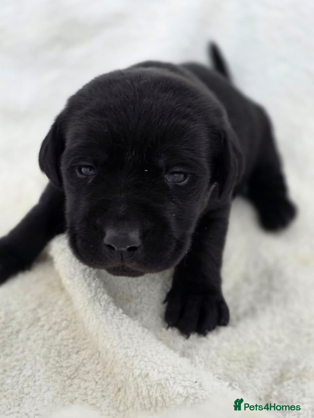 Labrador Retriever dogs for sale: 🐾 Adorable Black Labrador Puppies Ready Soon 🖤🐾 - Image 18