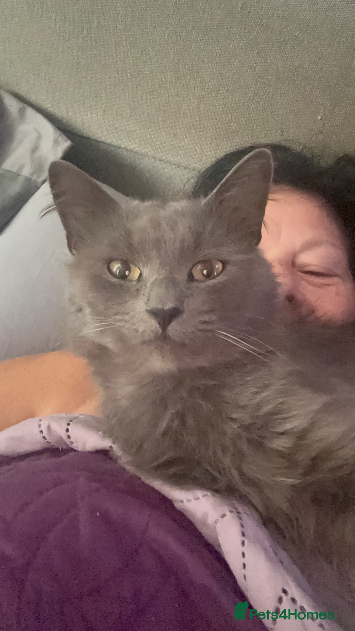 Nebelung cats Nebulung kittens - Advert 8