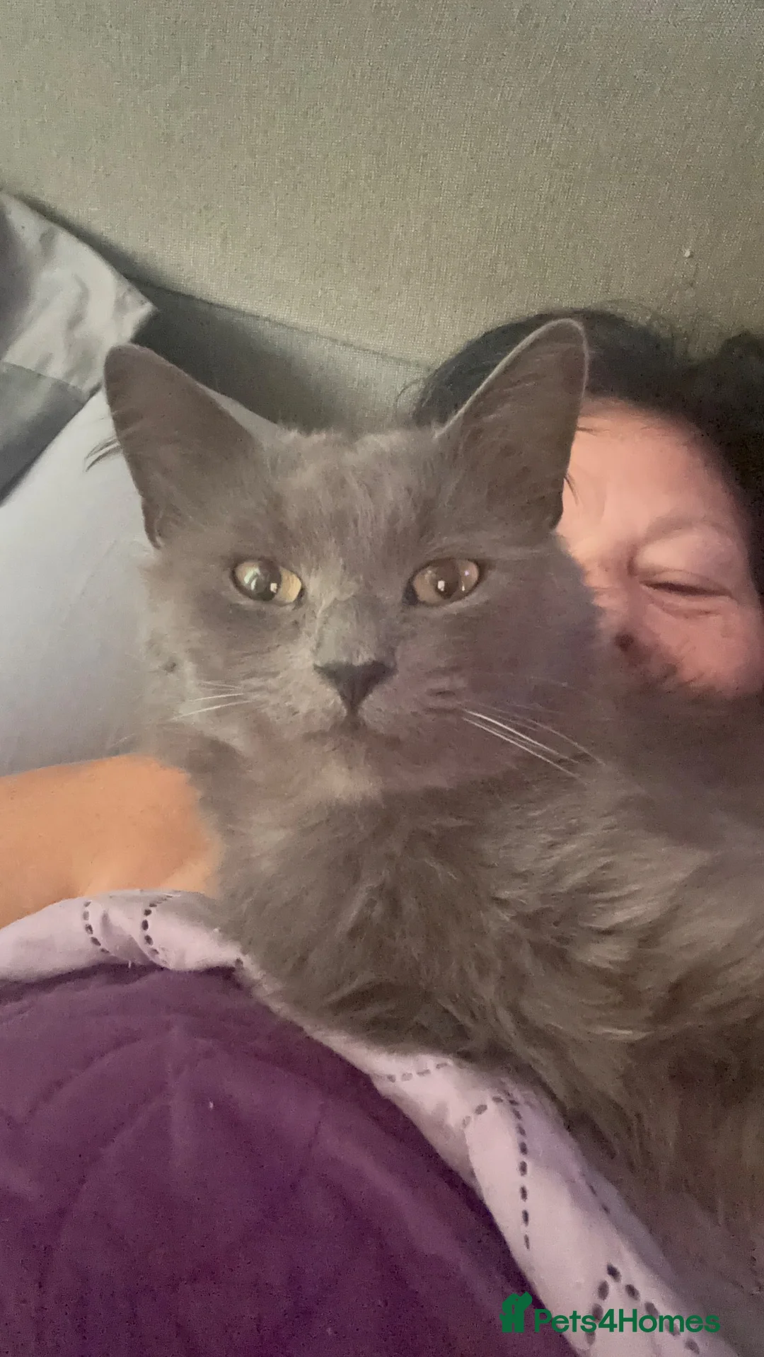 Nebelung cats for sale: Nebulung kittens - Advert 1
