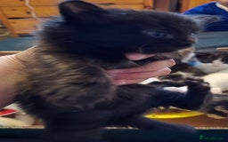 European cats for sale: M9 4ED in Manchester - Image 5