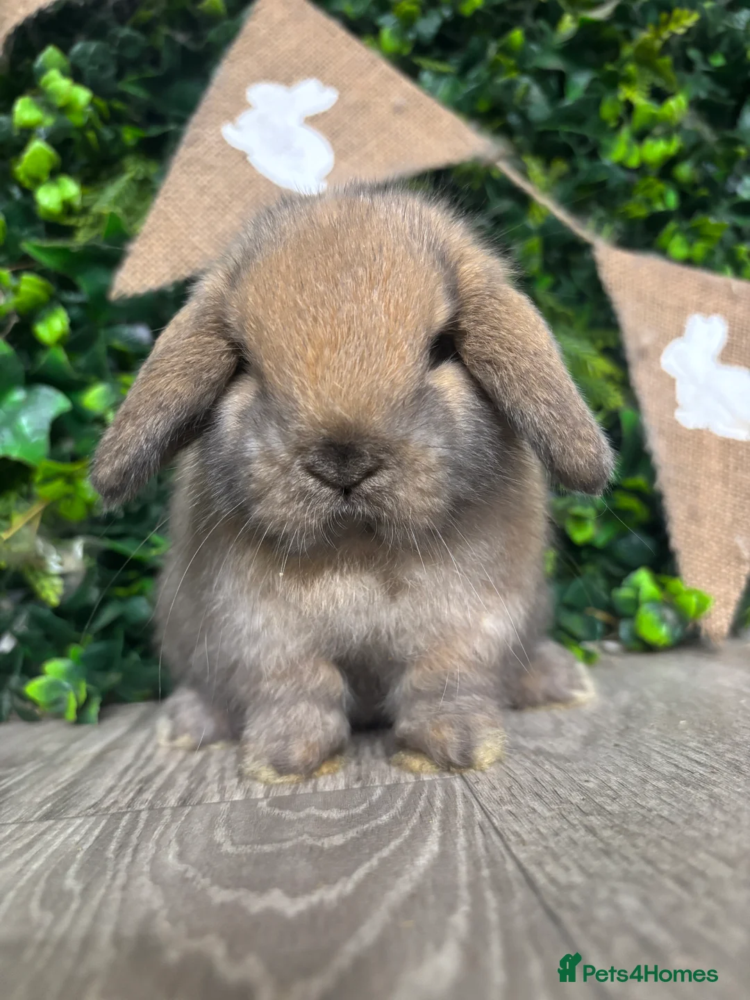 Mini Lop rabbits for sale: BEAUTIFUL BABY MINI LOP BUNNIES  - Advert 4