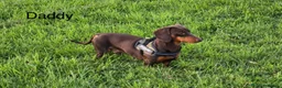 Miniature Dachshund dogs for sale: BEST OFFER! ONLY 2 LEFT! KC Registered Puppies 💕 - Advert 13