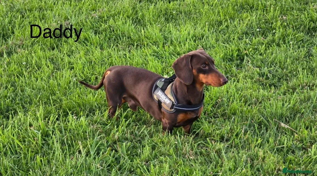 Miniature Dachshund dogs for sale: BEST OFFER! ONLY 2 LEFT! KC Registered Puppies 💕 - Advert 13