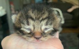 Mixed Breed cats for sale: Lovely fluffy playful kittens  - Advert 5