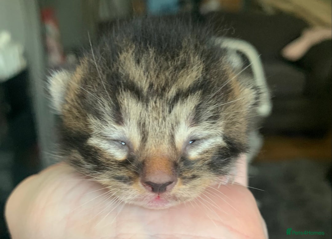 Mixed Breed cats for sale: Lovely fluffy playful kittens  - Advert 5