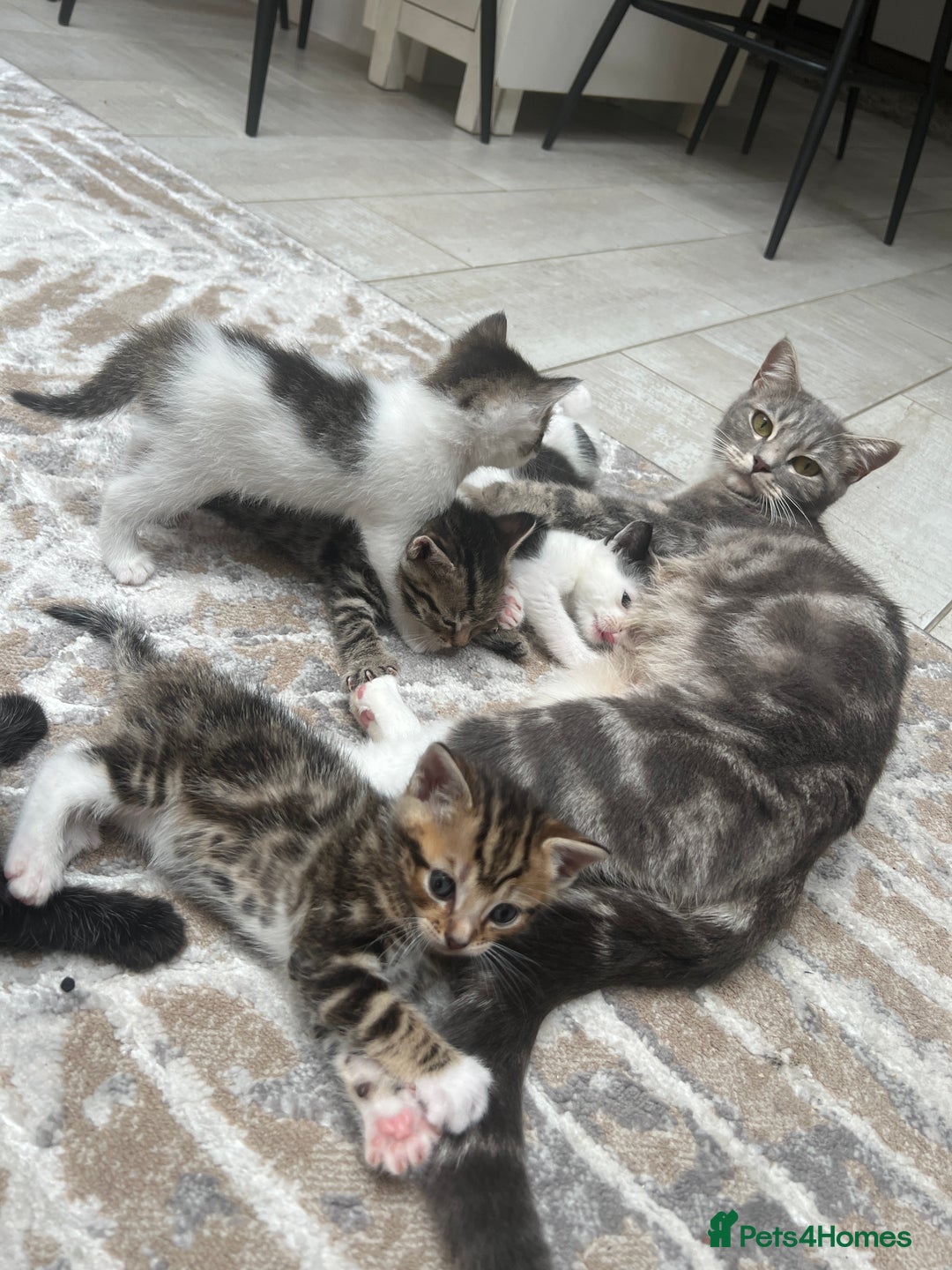 British Shorthair cats for sale: 4 kittens  - Image 24