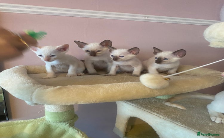Siamese cats - Advert 1
