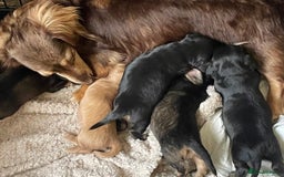 Miniature Dachshund dogs for sale: Miniature Longhaired Dachshunds - Image 9