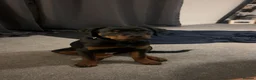 Rottweiler dogs for sale: 6 month old male rottweiler  - Advert 2