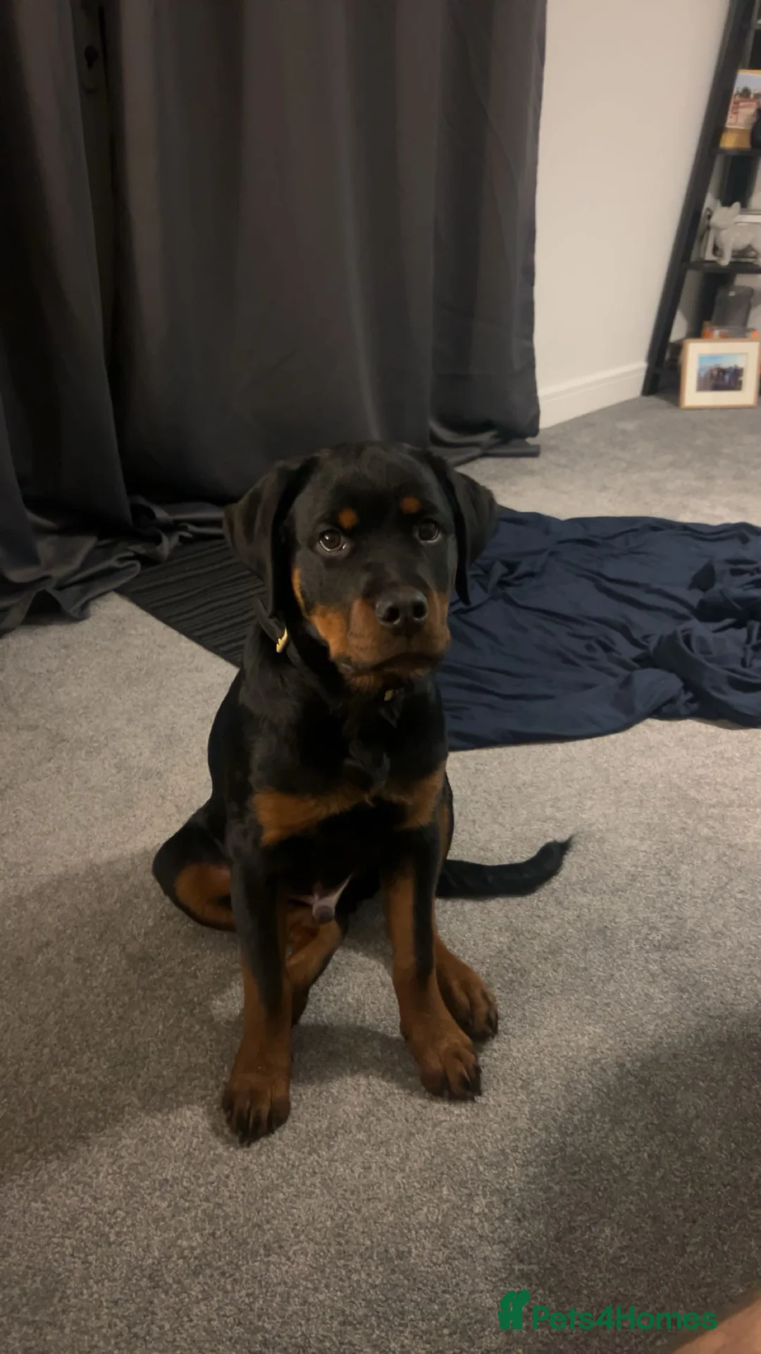 Rottweiler dogs for sale: 6 month old male rottweiler  - Advert 2
