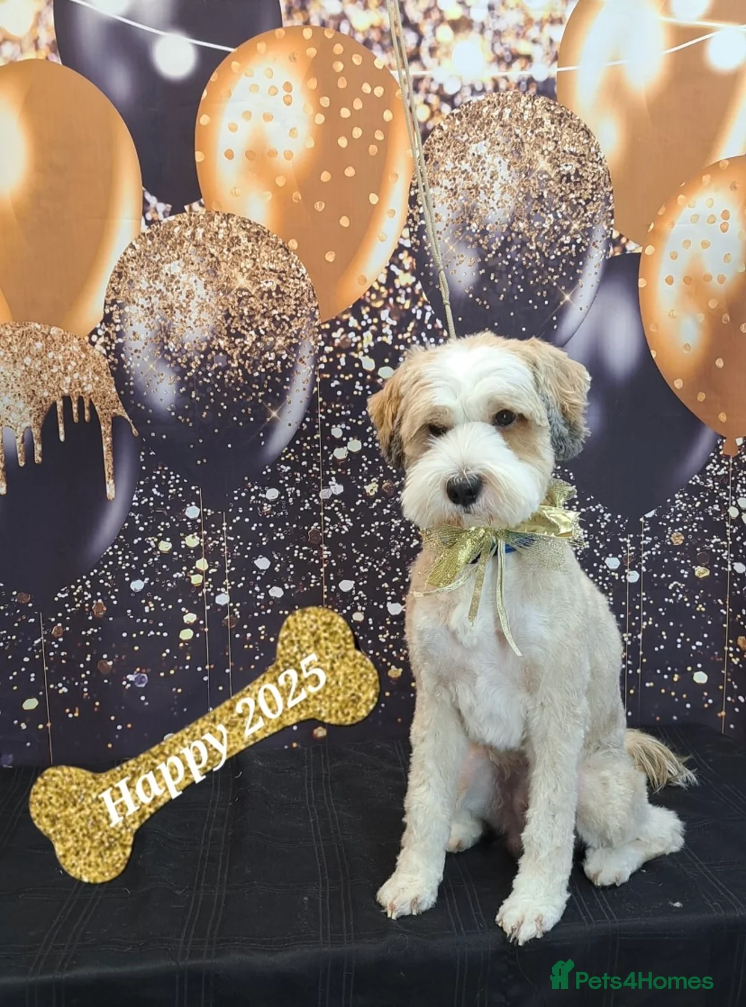 Tibetan Terrier dogs for stud: Excellent KC Reg Proven Tibetan Terrier for Stud in Oldham - Advert 16