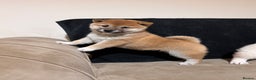 Japanese Shiba Inu dogs for sale: Shiba Inu Puppies  - Advert 8
