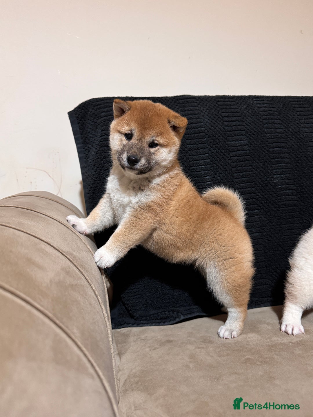 Japanese Shiba Inu dogs for sale: Shiba Inu Puppies  - Advert 8